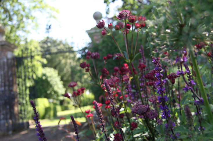 Wealden Estate Red and Purple Flowers Marian Boswall Gardenista